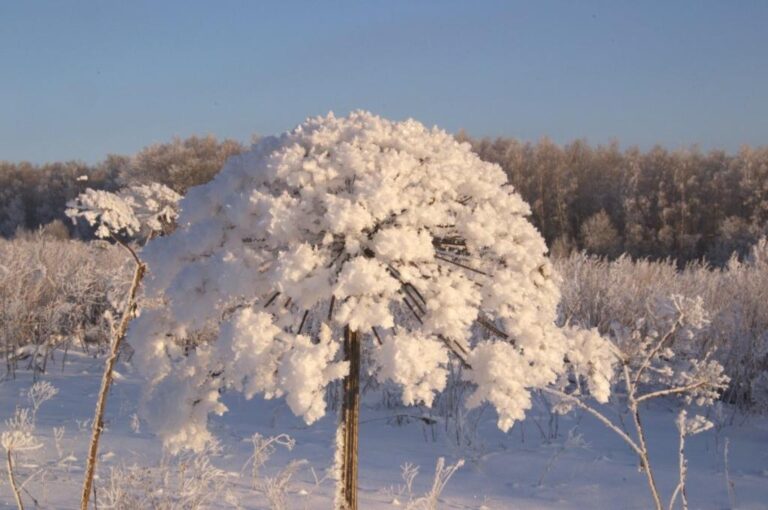 borshevic071221